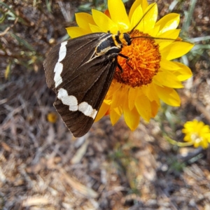 Nyctemera amicus at Justice Robert Hope Reserve (JRH) - 5 Mar 2024 01:59 PM