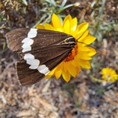 Nyctemera amicus at Justice Robert Hope Reserve (JRH) - 5 Mar 2024 01:59 PM