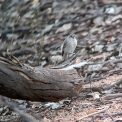 Microeca fascinans (Jacky Winter) at Albury - 5 Mar 2024 by Darcy