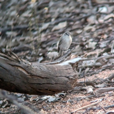 Microeca fascinans (Jacky Winter) at Nine Mile Reserve - 5 Mar 2024 by Darcy