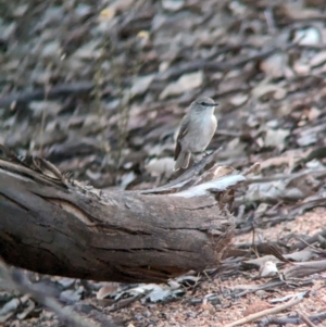 Microeca fascinans at Nine Mile Reserve - 5 Mar 2024