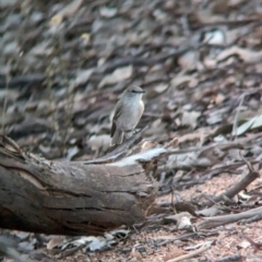 Microeca fascinans at Nine Mile Reserve - 5 Mar 2024 07:36 PM