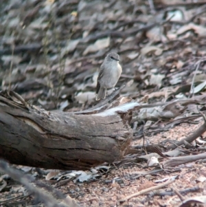 Microeca fascinans at Nine Mile Reserve - 5 Mar 2024 07:36 PM