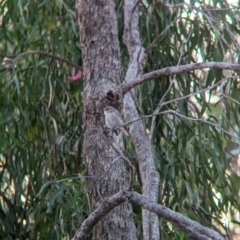 Microeca fascinans at Nine Mile Reserve - 5 Mar 2024 07:36 PM