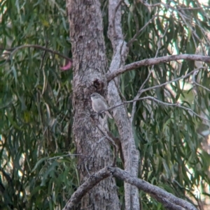 Microeca fascinans at Nine Mile Reserve - 5 Mar 2024 07:36 PM