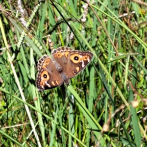 Junonia villida at Undefined Area - 5 Mar 2024 01:34 PM