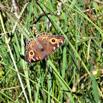 Junonia villida (Meadow Argus) at Watson Woodlands - 5 Mar 2024 by abread111