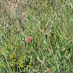 Junonia villida at Justice Robert Hope Reserve (JRH) - 5 Mar 2024