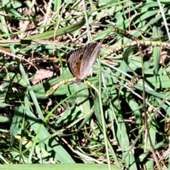 Junonia villida at Justice Robert Hope Reserve (JRH) - 5 Mar 2024