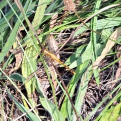 Diplacodes sp. (genus) (Percher) at Justice Robert Hope Reserve (JRH) - 5 Mar 2024 by abread111