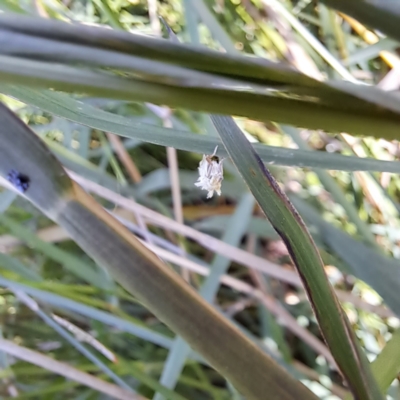 Lepidoptera unclassified ADULT moth (Unidentified - Moth) at Watson Woodlands - 5 Mar 2024 by abread111