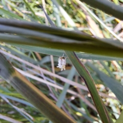 Lepidoptera unclassified ADULT moth at Justice Robert Hope Reserve (JRH) - 5 Mar 2024