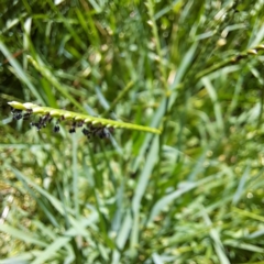 Paspalum distichum at Justice Robert Hope Reserve (JRH) - 5 Mar 2024