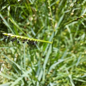 Paspalum distichum at Justice Robert Hope Reserve (JRH) - 5 Mar 2024 01:44 PM