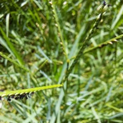 Paspalum distichum at Justice Robert Hope Reserve (JRH) - 5 Mar 2024 01:44 PM