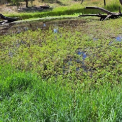 Paspalum distichum at Justice Robert Hope Reserve (JRH) - 5 Mar 2024