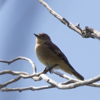 Petroica phoenicea (Flame Robin) at Tennent, ACT - 28 Feb 2024 by KorinneM