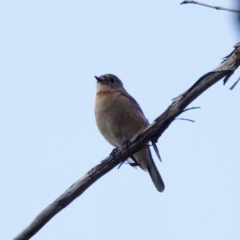 Petroica phoenicea at Namadgi National Park - 28 Feb 2024 01:39 PM