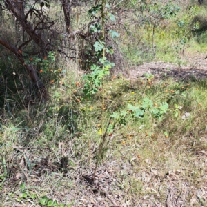 Rosa rubiginosa at Watson, ACT - 5 Mar 2024 01:25 PM