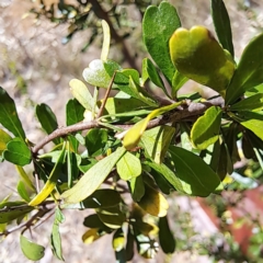 Bursaria spinosa (Native Blackthorn, Sweet Bursaria) at Watson, ACT - 5 Mar 2024 by abread111