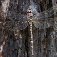 Austroaeschna parvistigma (Swamp Darner) at Tennent, ACT - 28 Feb 2024 by KorinneM