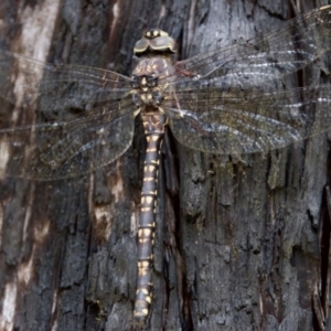 Austroaeschna parvistigma at Namadgi National Park - 28 Feb 2024