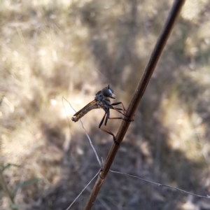 Asilidae (family) at Justice Robert Hope Reserve (JRH) - 5 Mar 2024