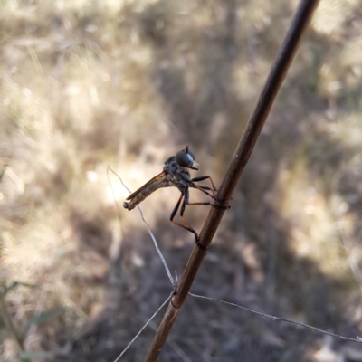 Asilidae (family) (Unidentified Robber fly) at Justice Robert Hope Reserve (JRH) - 5 Mar 2024 by abread111