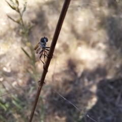 Cerdistus sp. (genus) at Justice Robert Hope Reserve (JRH) - 5 Mar 2024