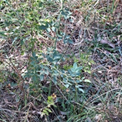 Rosa rubiginosa (Sweet Briar, Eglantine) at Watson, ACT - 5 Mar 2024 by abread111