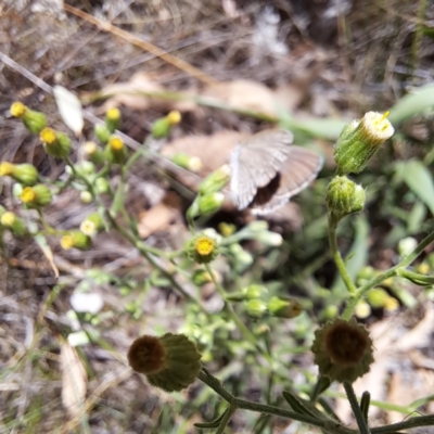 Zizina otis (Common Grass-Blue) at Watson, ACT - 5 Mar 2024 by abread111