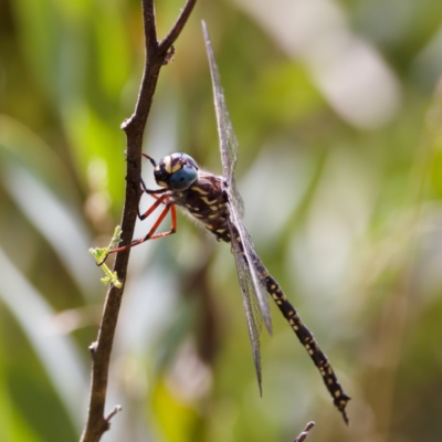 Austroaeschna multipunctata (Multi-spotted Darner) at Cotter River, ACT - 28 Feb 2024 by KorinneM