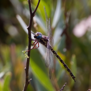 Austroaeschna multipunctata at Namadgi National Park - 28 Feb 2024