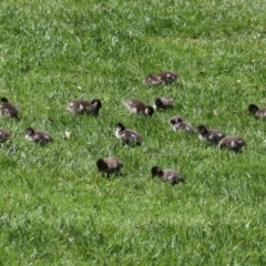 Chenonetta jubata (Australian Wood Duck) at Acton, ACT - 5 Mar 2024 by RodDeb