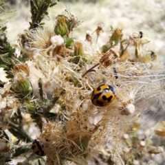 Coccinella transversalis (Transverse Ladybird) at Watson, ACT - 5 Mar 2024 by abread111