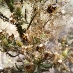 Coccinella transversalis at Justice Robert Hope Reserve (JRH) - 5 Mar 2024