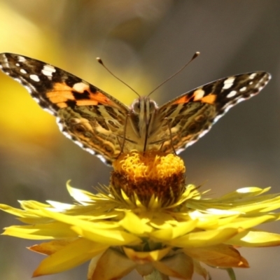 Vanessa kershawi (Australian Painted Lady) at ANBG - 5 Mar 2024 by RodDeb