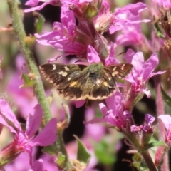 Dispar compacta (Barred Skipper) at ANBG - 5 Mar 2024 by RodDeb