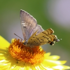 Jalmenus ictinus (Stencilled Hairstreak) at ANBG - 5 Mar 2024 by RodDeb