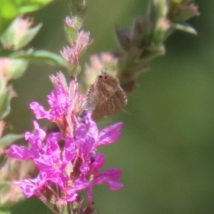 Lampides boeticus at ANBG - 5 Mar 2024 11:55 AM