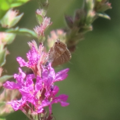 Lampides boeticus (Long-tailed Pea-blue) at ANBG - 5 Mar 2024 by RodDeb