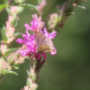 Lampides boeticus at ANBG - 5 Mar 2024