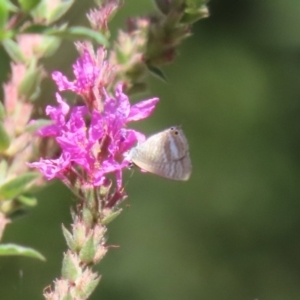 Lampides boeticus at ANBG - 5 Mar 2024