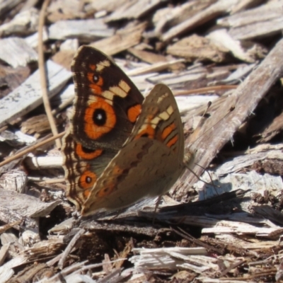 Junonia villida (Meadow Argus) at Acton, ACT - 5 Mar 2024 by RodDeb