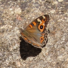 Junonia villida at ANBG - 5 Mar 2024 11:45 AM