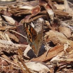 Junonia villida at ANBG - 5 Mar 2024 11:45 AM