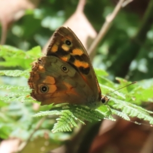 Heteronympha paradelpha at ANBG - 5 Mar 2024