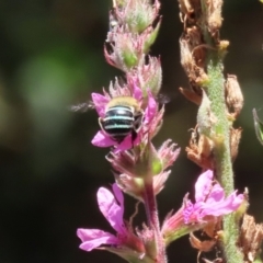 Amegilla (Zonamegilla) asserta (Blue Banded Bee) at Acton, ACT - 5 Mar 2024 by RodDeb