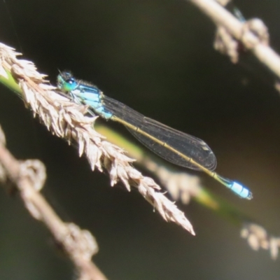 Ischnura heterosticta (Common Bluetail Damselfly) at ANBG - 5 Mar 2024 by RodDeb