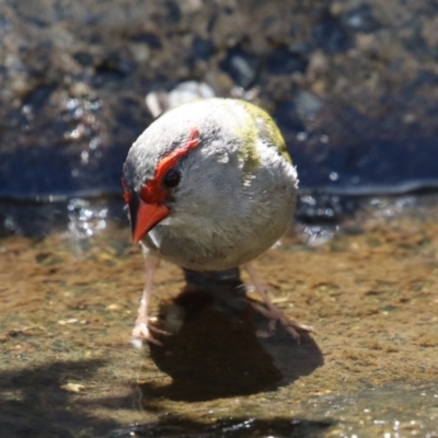 Neochmia temporalis (Red-browed Finch) at ANBG - 5 Mar 2024 by RodDeb